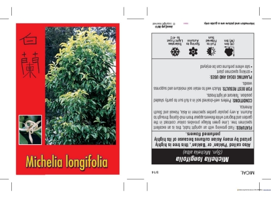 Picture of MICHELIA LONGIFOLIA SYN MICHELIA ALBA                                                                                                                 