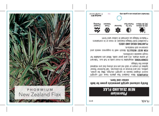 Picture of PHORMIUM NEW ZEALAND FLAX                                                                                                                             