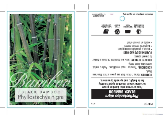 Picture of PHYLLOSTACHYS NIGRA BLACK BAMBOO                                                                                                                      