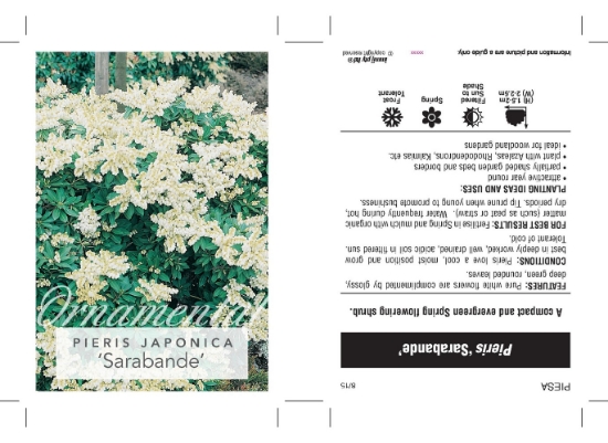 Picture of PIERIS JAPONICA SARABANDE                                                                                                                             