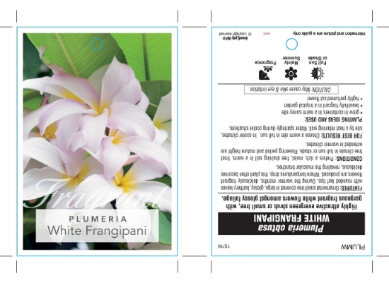 Picture of PLUMERIA OBTUSA WHITE FRANGIPANI                                                                                                                      