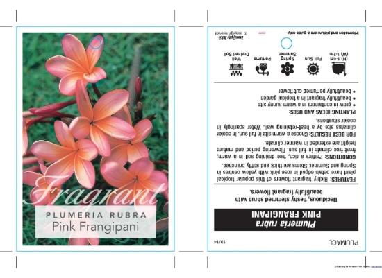 Picture of PLUMERIA RUBRA PINK FRANGIPANI                                                                                                                        