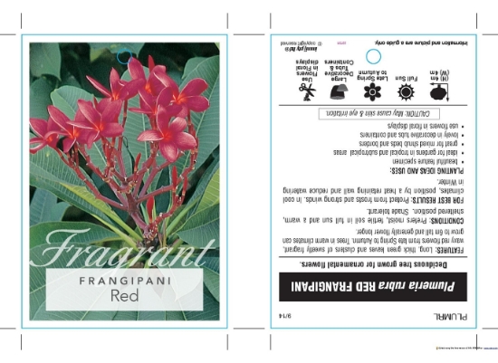 Picture of PLUMERIA RUBRA RED FRANGIPANI                                                                                                                         