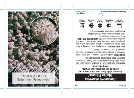 Picture of POMADERRIS OBCORDATA MALLEE PRINCESS                                                                                                                  