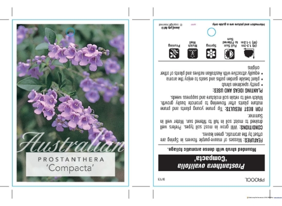 Picture of PROSTANTHERA OVALIFOLIA COMPACTA                                                                                                                      
