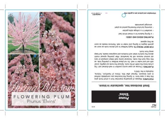 Picture of PRUNUS ELVINS Jumbo Tag                                                                                                                               
