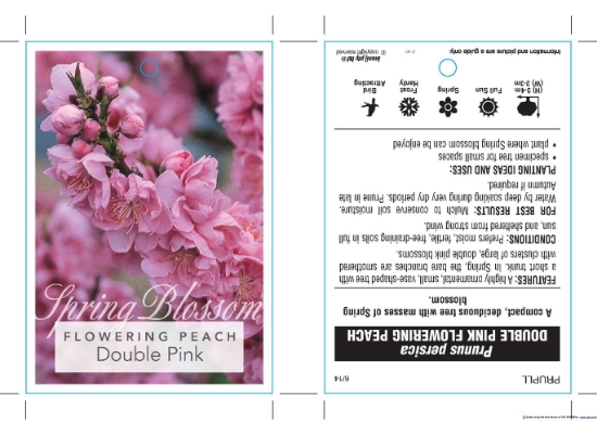 Picture of PRUNUS PERSICA DOUBLE PINK FLOWERING PEACH                                                                                                            