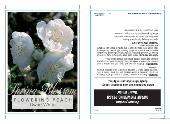 Picture of PRUNUS PERSICA DWARF WHITE FLOWERING PEACH Jumbo Tag                                                                                                  