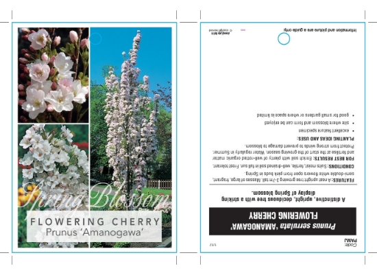 Picture of PRUNUS SERRULATA AMANOGAWA Jumbo Tag                                                                                                                  