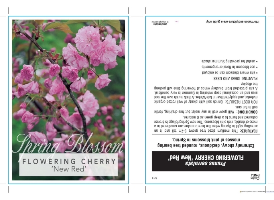 Picture of PRUNUS SERRULATA NEW RED Jumbo Tag                                                                                                                    