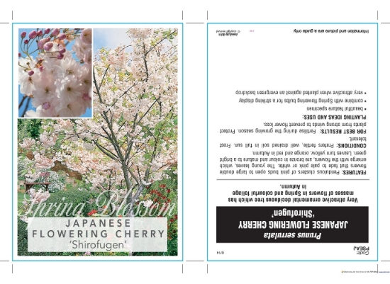 Picture of PRUNUS SERRULATA SHIROFUGEN SYN ALBO ROSEAFLOWER Jumbo Tag                                                                                            