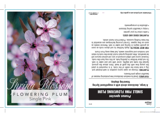 Picture of PRUNUS SINGLE PINK FLOWERING PLUM Jumbo Tag                                                                                                           