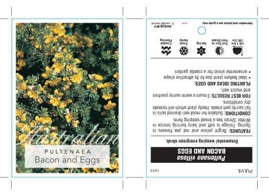 Picture of PULTENAEA VILLOSA BACON &amp; EGGS                                                                                                                    