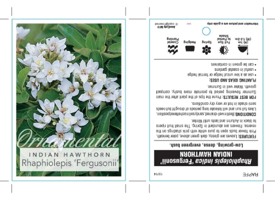 Picture of RHAPHIOLEPIS INDICA FERGUSONII INDIAN HAWTHORN                                                                                                        