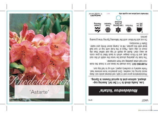 Picture of RHODODENDRON ASTARTE                                                                                                                                  