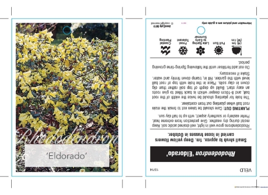 Picture of RHODODENDRON ELDORADO                                                                                                                                 
