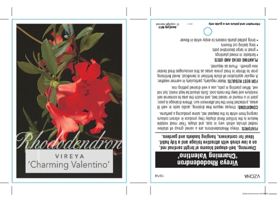 Picture of RHODODENDRON VIREYA CHARMING VALENTINO                                                                                                                
