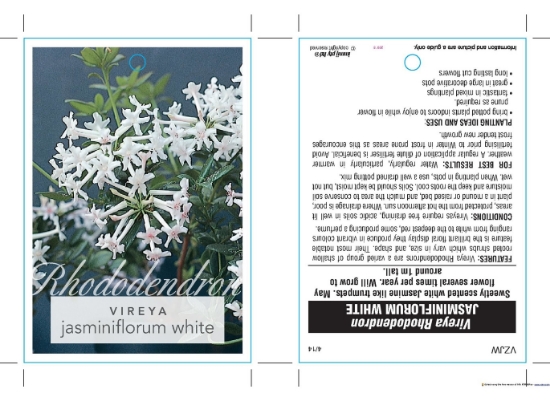 Picture of RHODODENDRON VIREYA JASMINIFLORUM WHITE                                                                                                               