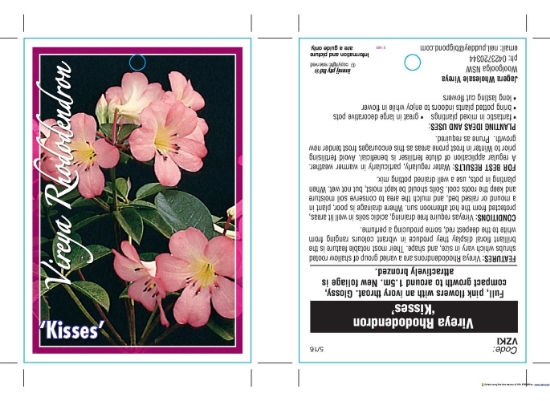 Picture of RHODODENDRON VIREYA KISSES                                                                                                                            