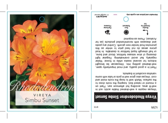 Picture of RHODODENDRON VIREYA SIMBU SUNSET                                                                                                                      