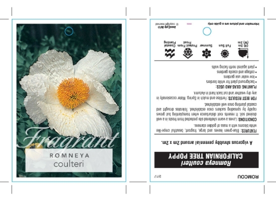 Picture of ROMNEYA COULTERI CALIFORNIAN TREE POPPY                                                                                                               