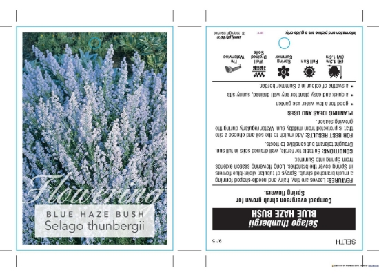 Picture of SELAGO THUNBERGII BLUE HAZE BUSH                                                                                                                      