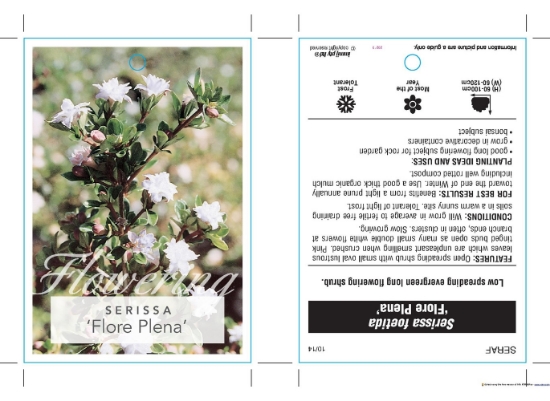 Picture of SERISSA FOETIDA FLORE PLENA                                                                                                                           