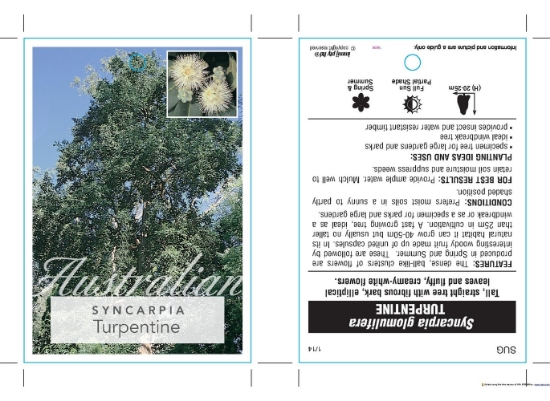 Picture of SYNCARPIA GLOMULIFERA TURPENTINE                                                                                                                      