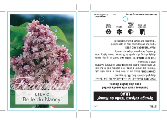 Picture of SYRINGA LILAC BELLE DU NANCY                                                                                                                          