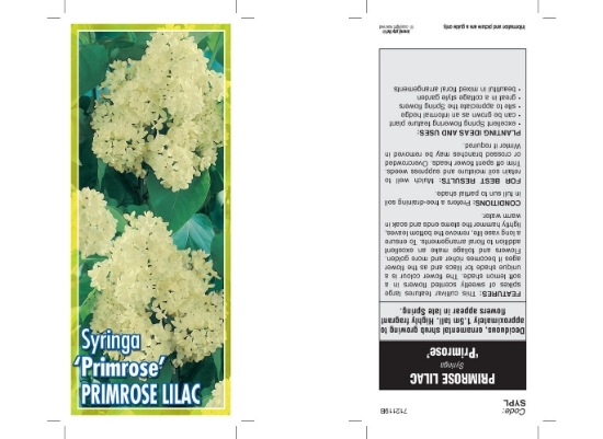 Picture of SYRINGA LILAC PRIMROSE Jumbo Tag                                                                                                                      