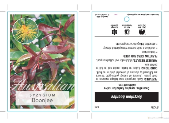 Picture of SYZYGIUM BOONJEE                                                                                                                                      