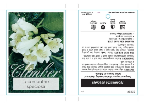 Picture of TECOMANTHE SPECIOSA                                                                                                                                   