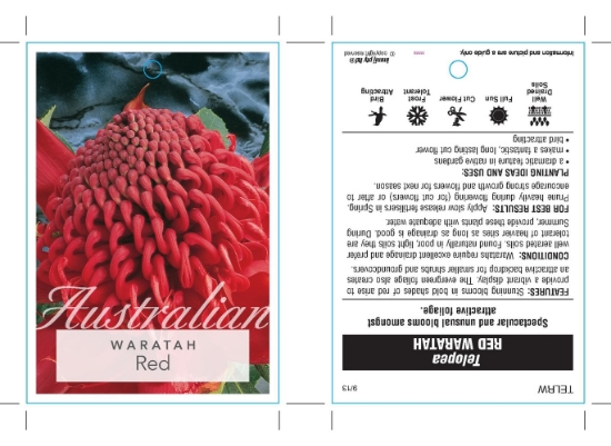 Picture of TELOPEA RED WARATAH                                                                                                                                   