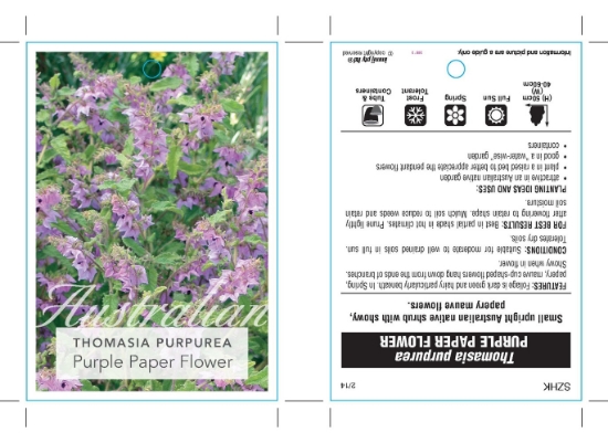 Picture of THOMASIA PURPUREA PURPLE PAPER FLOWER                                                                                                                 