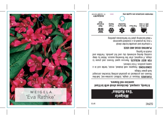 Picture of WEIGELA EVA RATHKE                                                                                                                                    