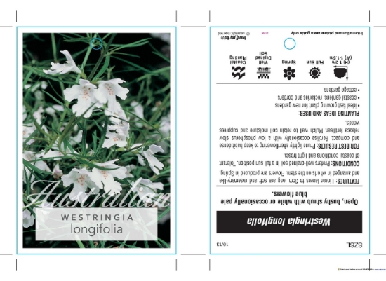 Picture of WESTRINGIA LONGIFOLIA                                                                                                                                 