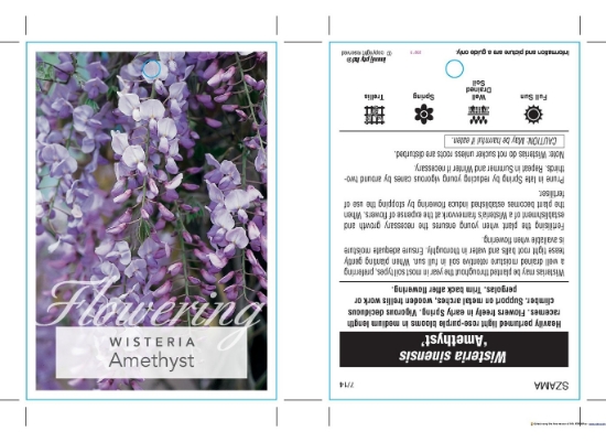 Picture of WISTERIA AMETHYST                                                                                                                                     