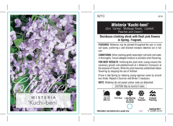 Picture of WISTERIA FLORIBUNDA KUCHIBENI                                                                                                                         
