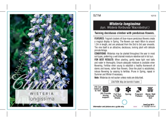 Picture of WISTERIA LONGISSIMA (SYN W FLORIBUNDA MACROBOTRYS)                                                                                                    