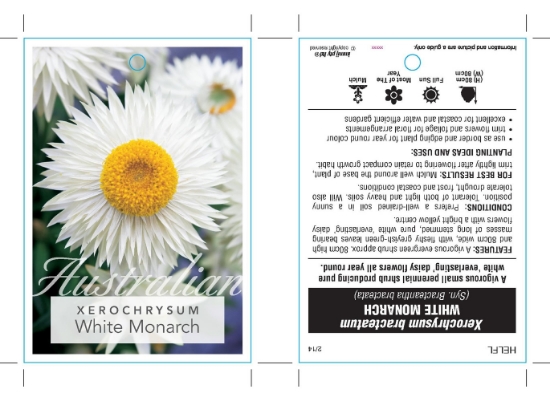 Picture of XEROCHRYSUM BRACTEATUM WHITE MONARCH                                                                                                                  