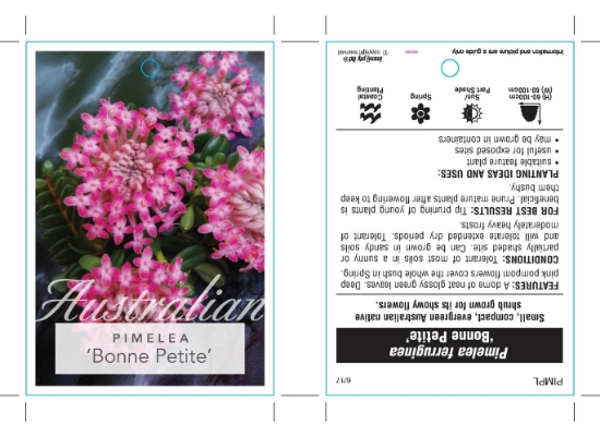 Picture of PIMELEA FERRUGINEA BONNE PETITE                                                                                                                       