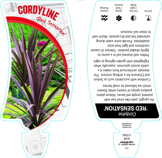 Picture of CORDYLINE RED SENSATION                                                                                                                               