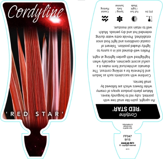 Picture of CORDYLINE RED STAR                                                                                                                                    
