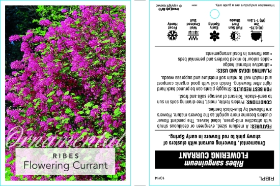 Picture of RIBES SANGUINEUM FLOWERING CURRANT                                                                                                                    
