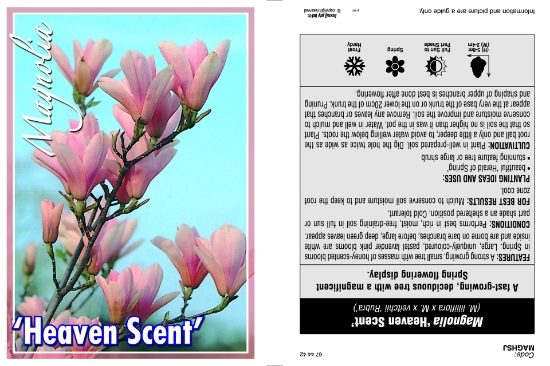 Picture of MAGNOLIA HEAVEN SCENT Jumbo Tag                                                                                                                       
