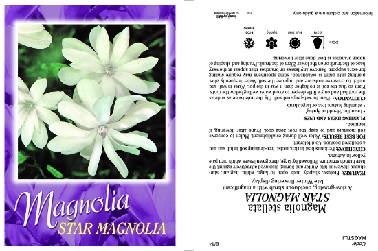 Picture of MAGNOLIA STAR MAGNOLIA Jumbo Tag                                                                                                                      