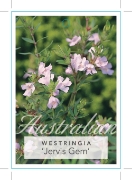 Picture of WESTRINGIA JERVIS GEM                                                                                                                                 