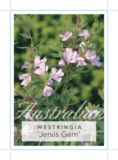 Picture of WESTRINGIA JERVIS GEM                                                                                                                                 