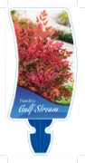 Picture of NANDINA GULF STREAM                                                                                                                                   