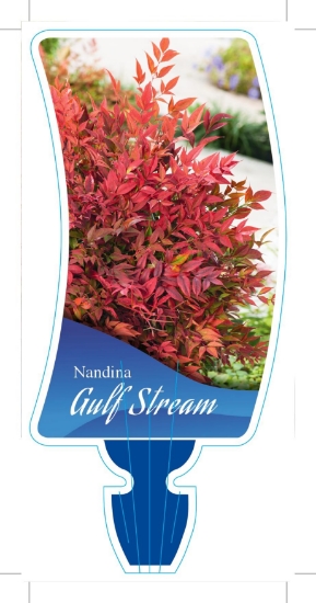 Picture of NANDINA GULF STREAM                                                                                                                                   